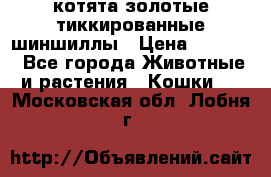 котята золотые тиккированные шиншиллы › Цена ­ 8 000 - Все города Животные и растения » Кошки   . Московская обл.,Лобня г.